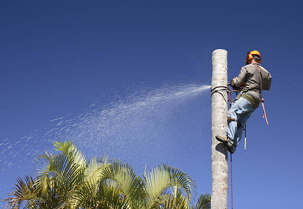 How Our Tree Care Process Works  in  Rock Hill, NY