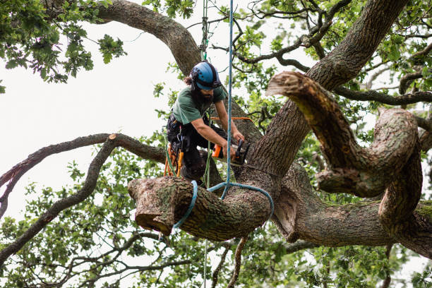 Best Tree Disease Treatment  in Rock Hill, NY