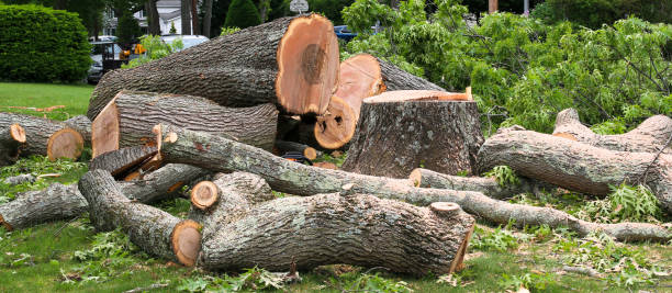 Best Commercial Tree Services  in Rock Hill, NY