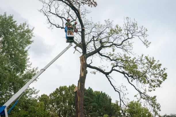 Best Firewood Processing and Delivery  in Rock Hill, NY