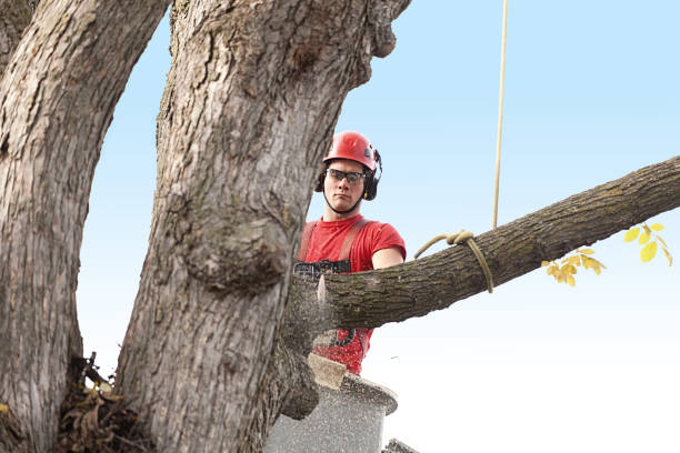 Reliable Rock Hill, NY Tree Removal Services Solutions